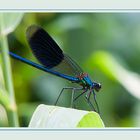 Libelle in Blau und Schwarz