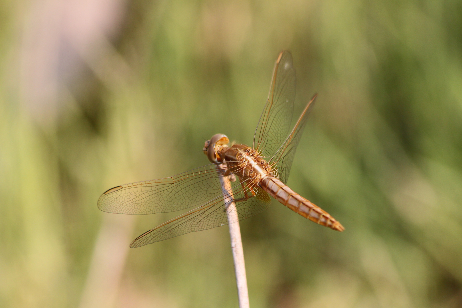 Libelle in Botswana