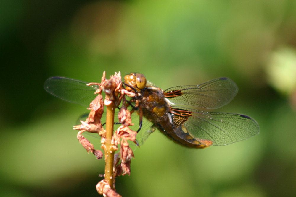 Libelle in Brunsbüttel gesichtet