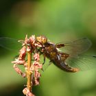 Libelle in Brunsbüttel gesichtet