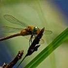 Libelle in   Buckow (Märkische Schweiz)