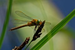 Libelle in   Buckow (Märkische Schweiz)