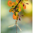 Libelle in bunten Blättern 1