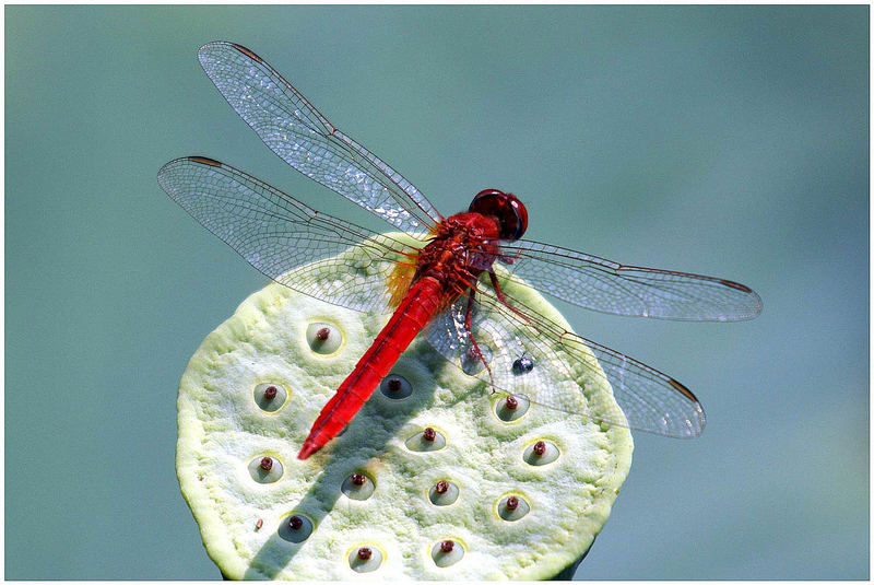 Libelle in Cambodja