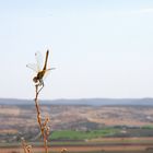 Libelle in den Bergen