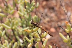 Libelle in den Cederbergen Südafrika