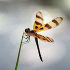 Libelle in den Everglades