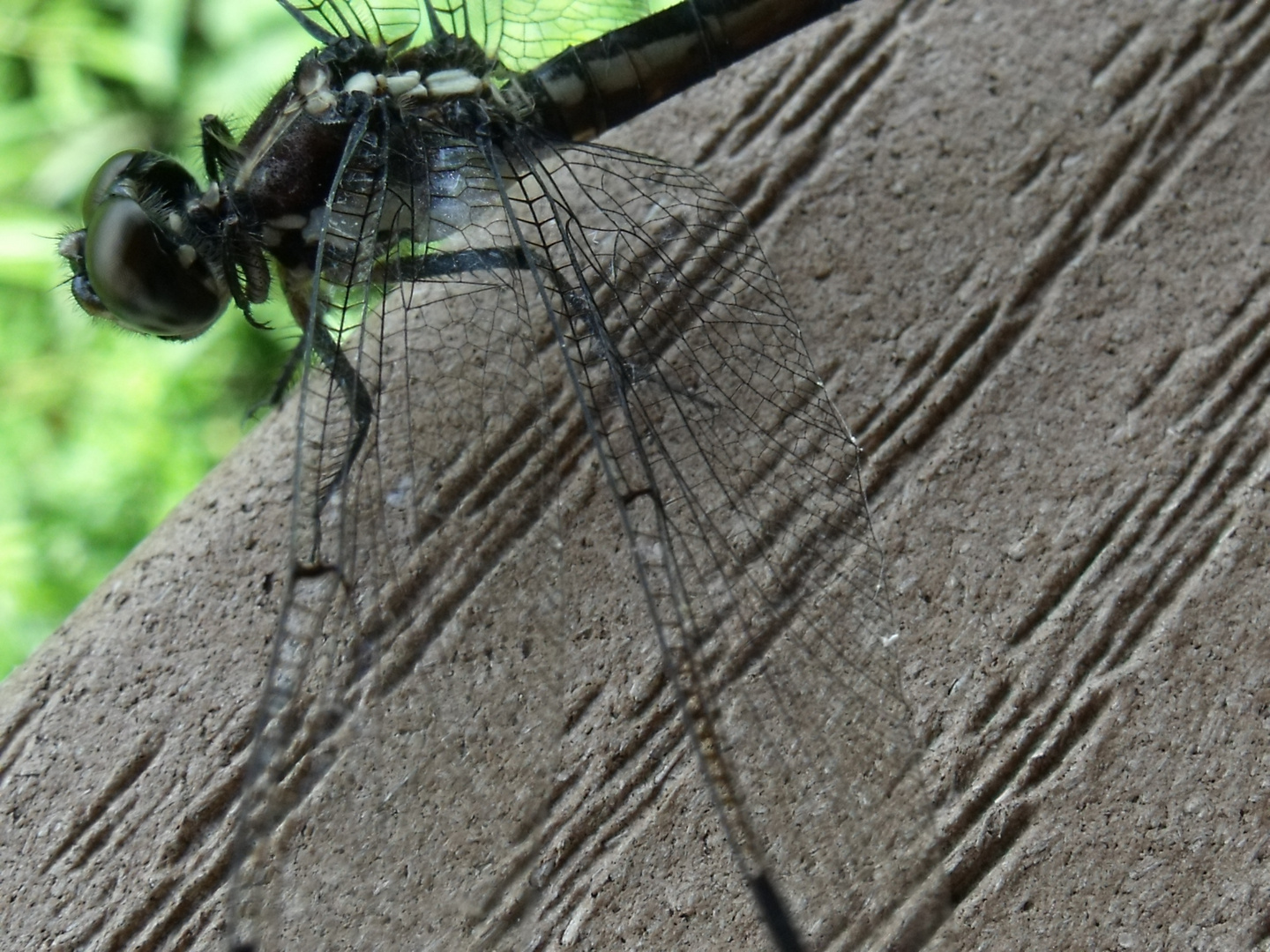 Libelle in den Everglades