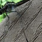 Libelle in den Everglades