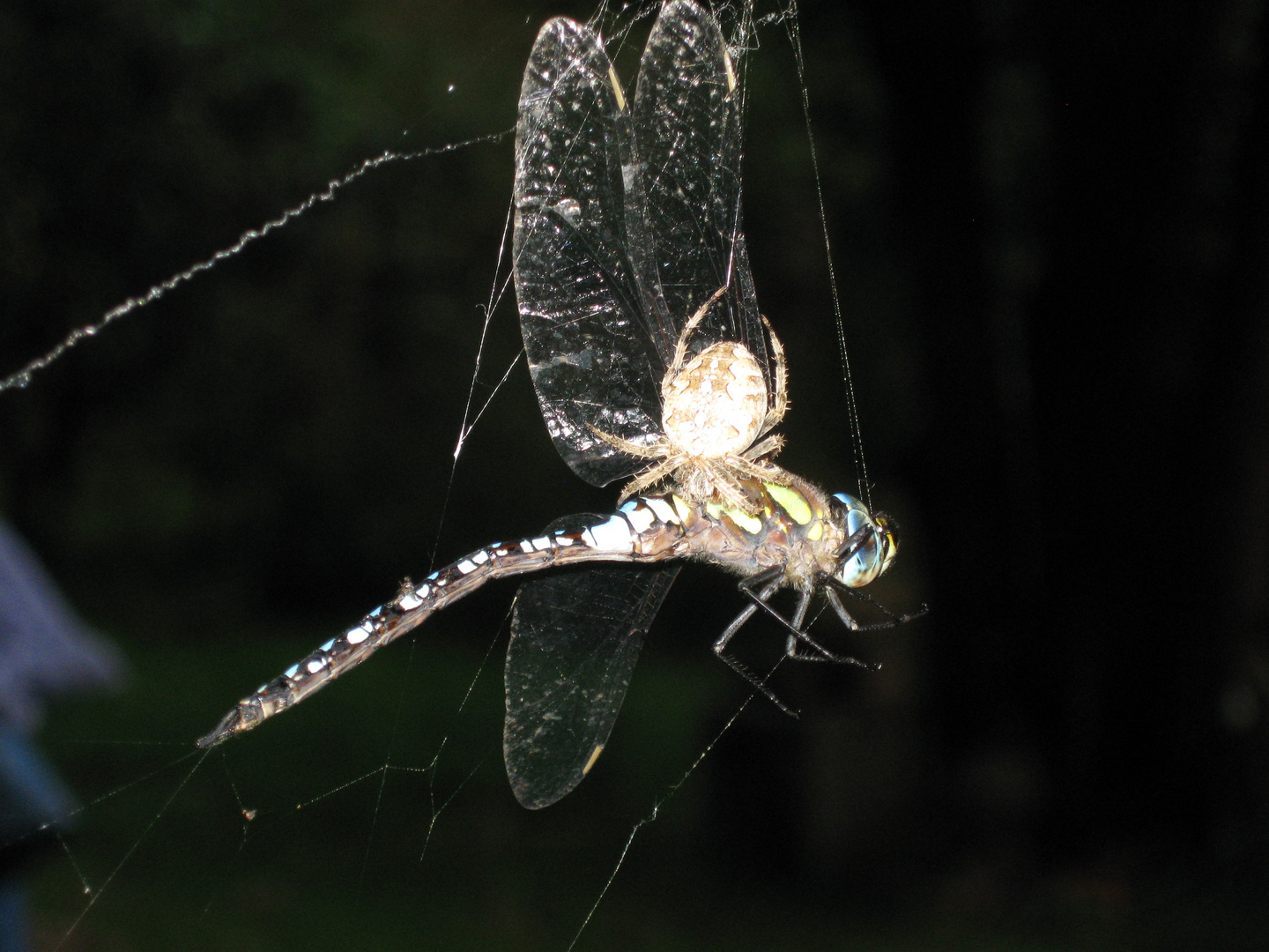 Libelle in den Fängen einer Kreuzspinne