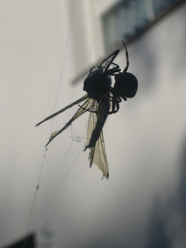 Libelle in den Fängen einer Spinne (Seitenansicht)