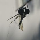 Libelle in den Fängen einer Spinne (Seitenansicht)