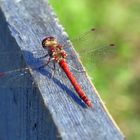 Libelle in den Sichenstuden