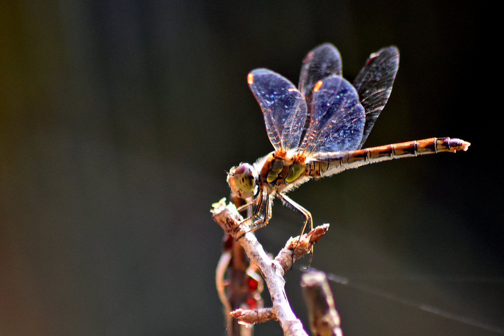 Libelle in der Abendsonne