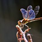 Libelle in der Abendsonne