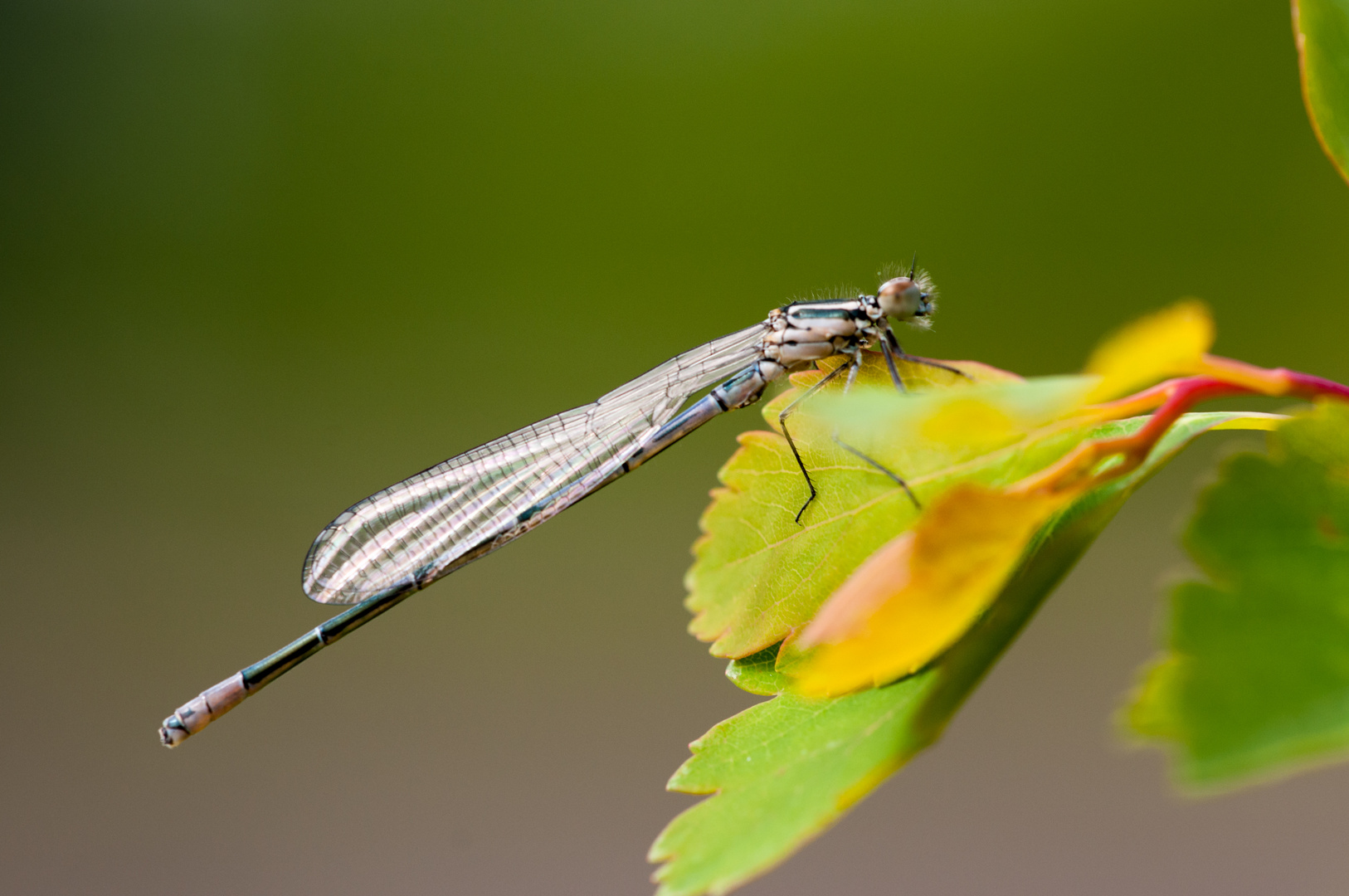 Libelle in der Abendsonne