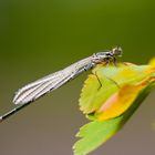 Libelle in der Abendsonne