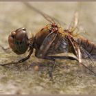 Libelle in der Abendsonne 