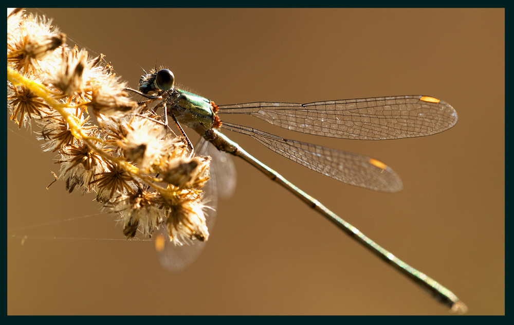 Libelle in der Abendsonne