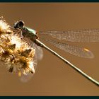 Libelle in der Abendsonne