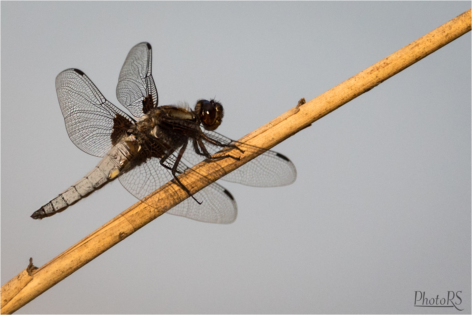 Libelle in der Abendsonne