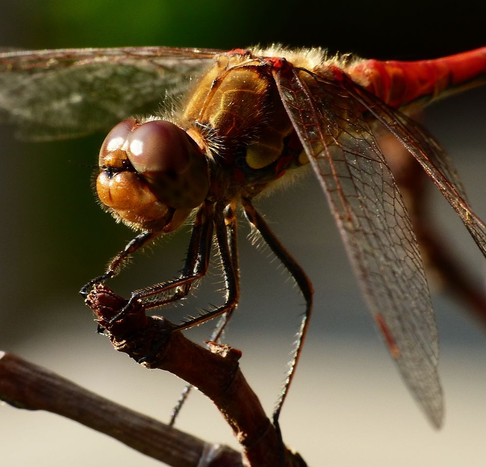 Libelle in der Abendsonne