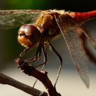 Libelle in der Abendsonne