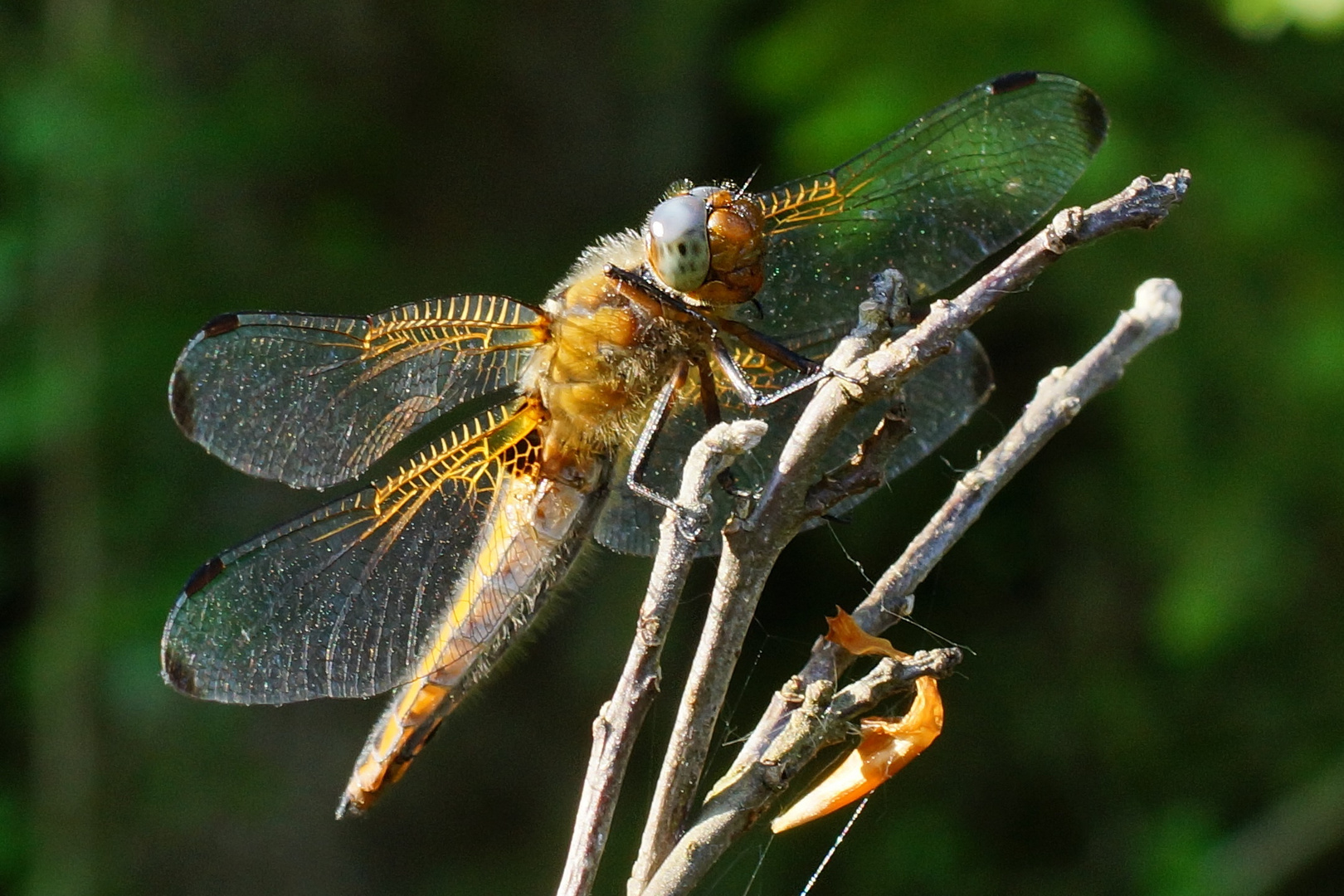 Libelle in der Abendsonne