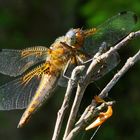 Libelle in der Abendsonne