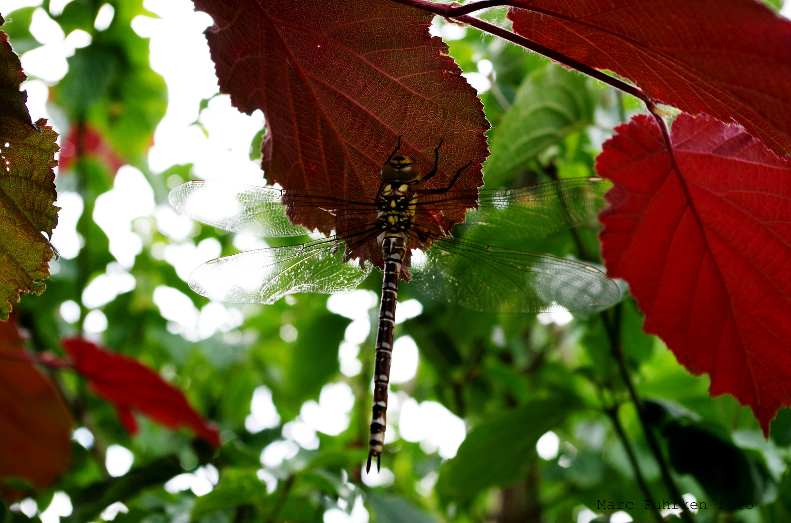 Libelle in der Abendsonne