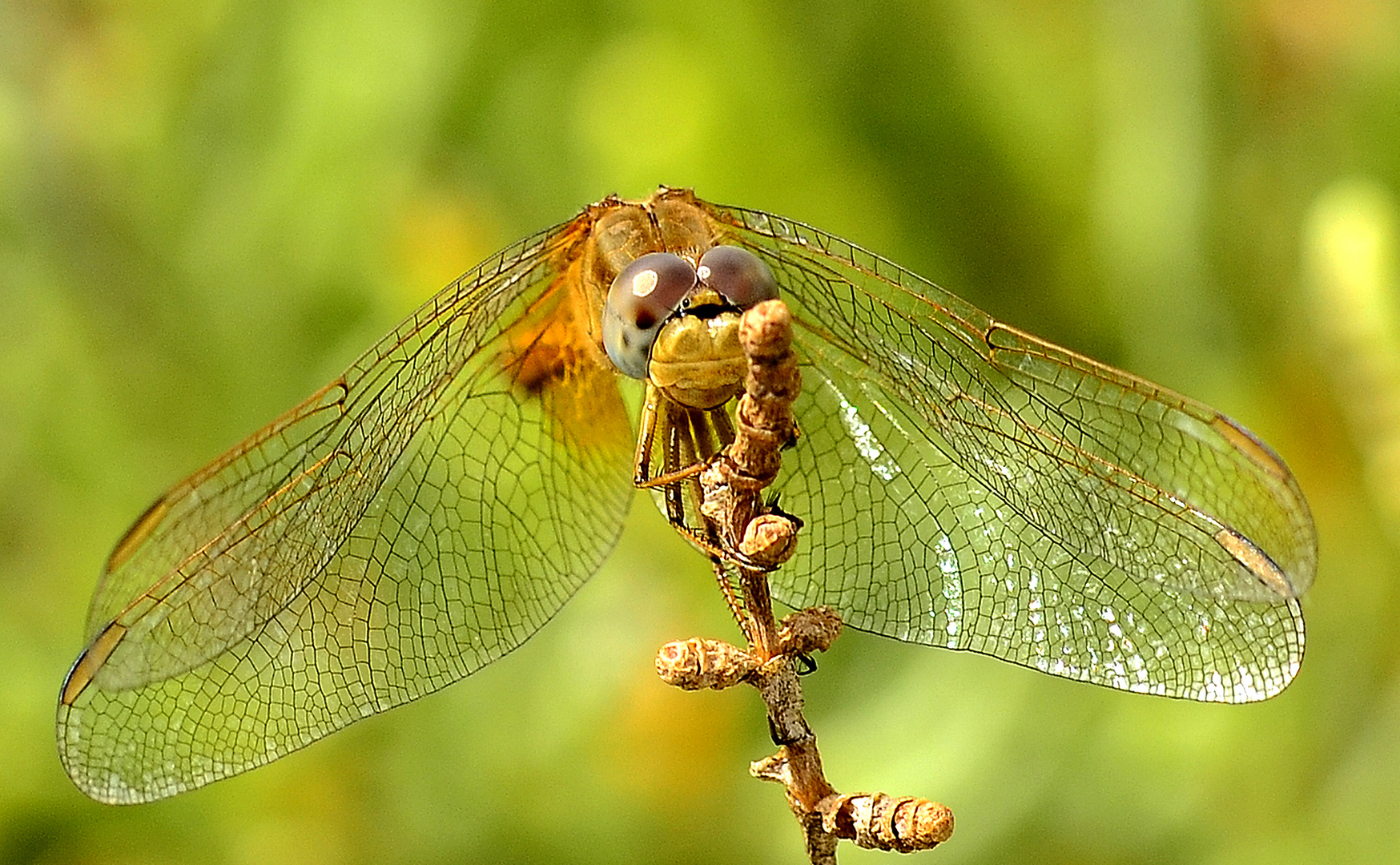 Libelle in der Carmargue