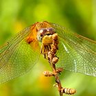 Libelle in der Carmargue