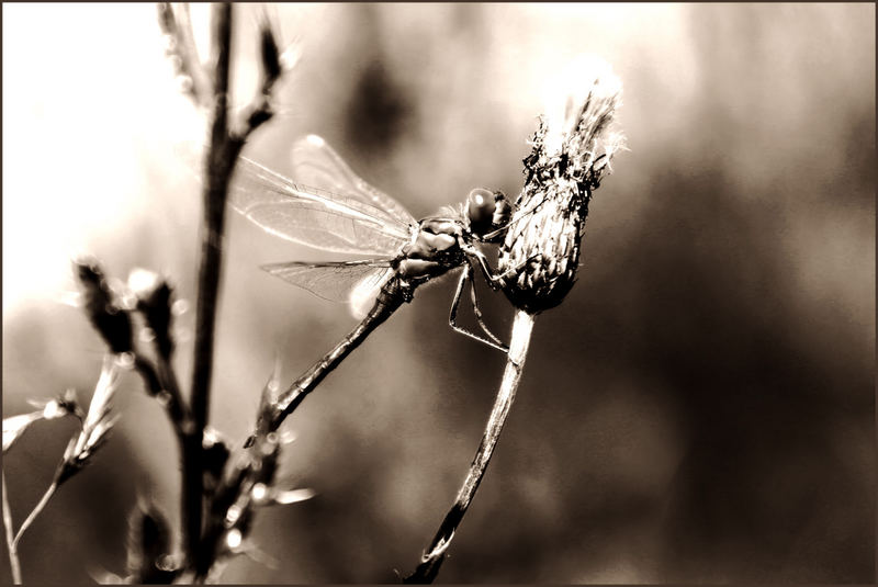 Libelle in der Dämmerung