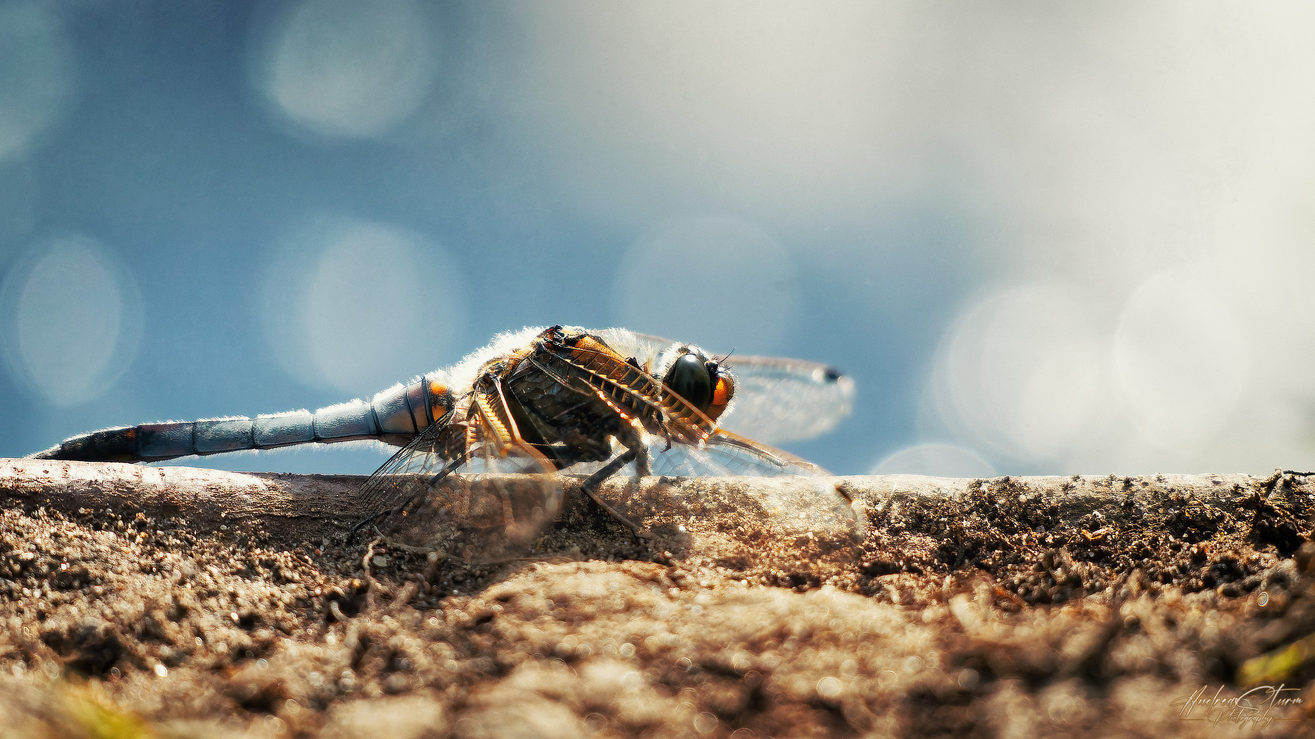 Libelle in der "Draufsicht"