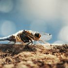 Libelle in der "Draufsicht"