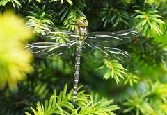 Libelle in der Eibe