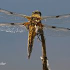 Libelle in der Flora