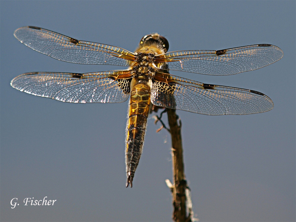 Libelle in der Flora