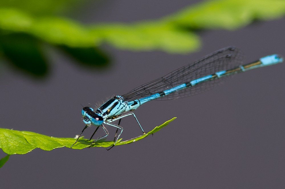 Libelle in der Flora