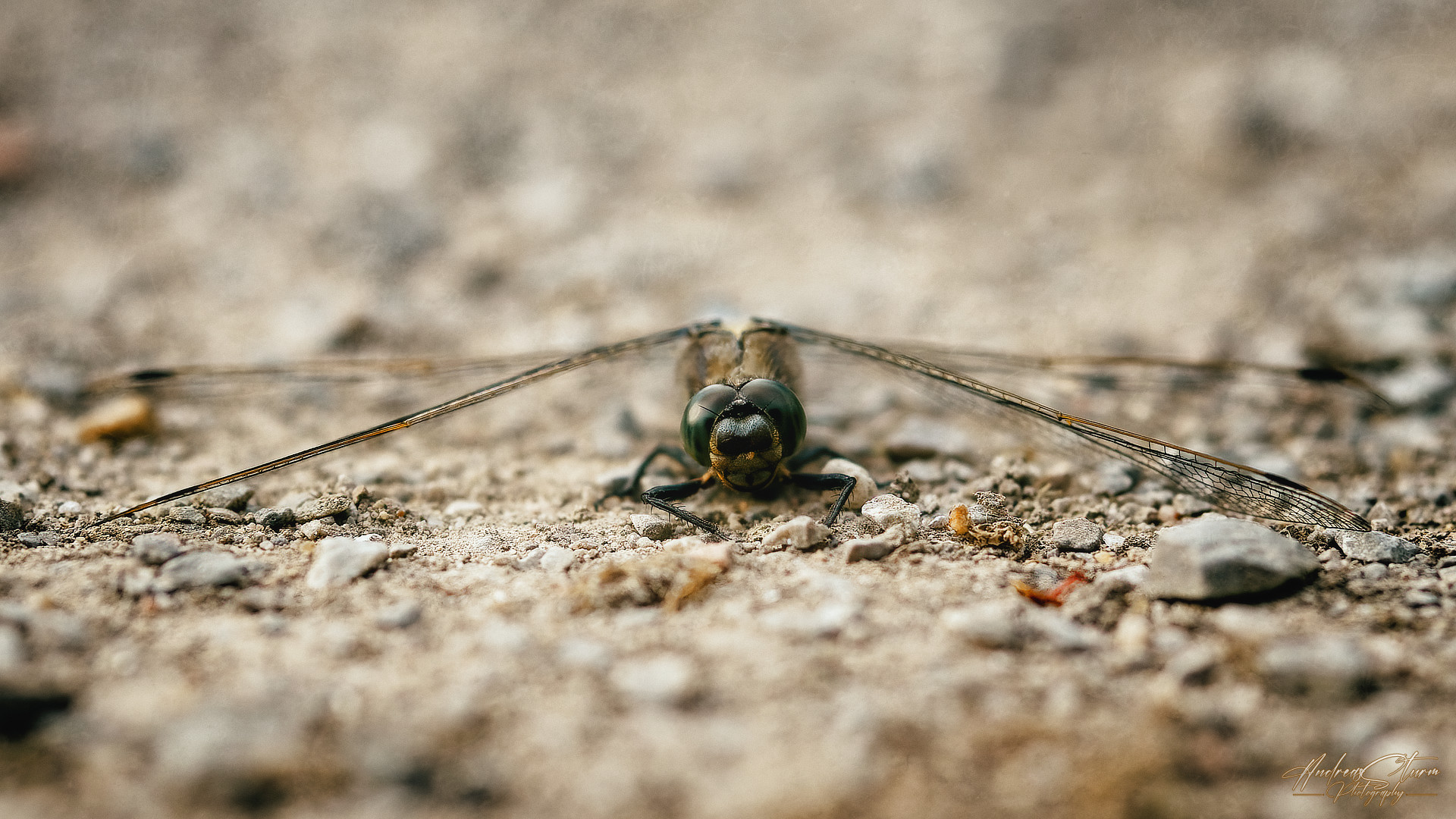 Libelle in der Frontansicht