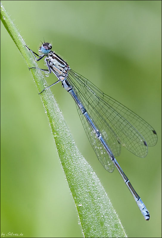 Libelle in der früh