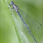 Libelle in der früh