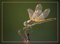 Libelle in der griechischen Abendsonne von Bettina Sester 