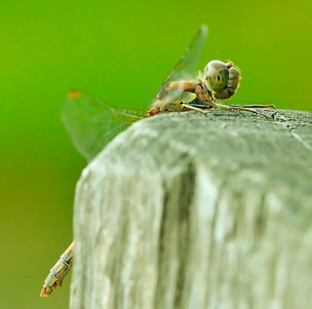 Libelle-in-der-Heide