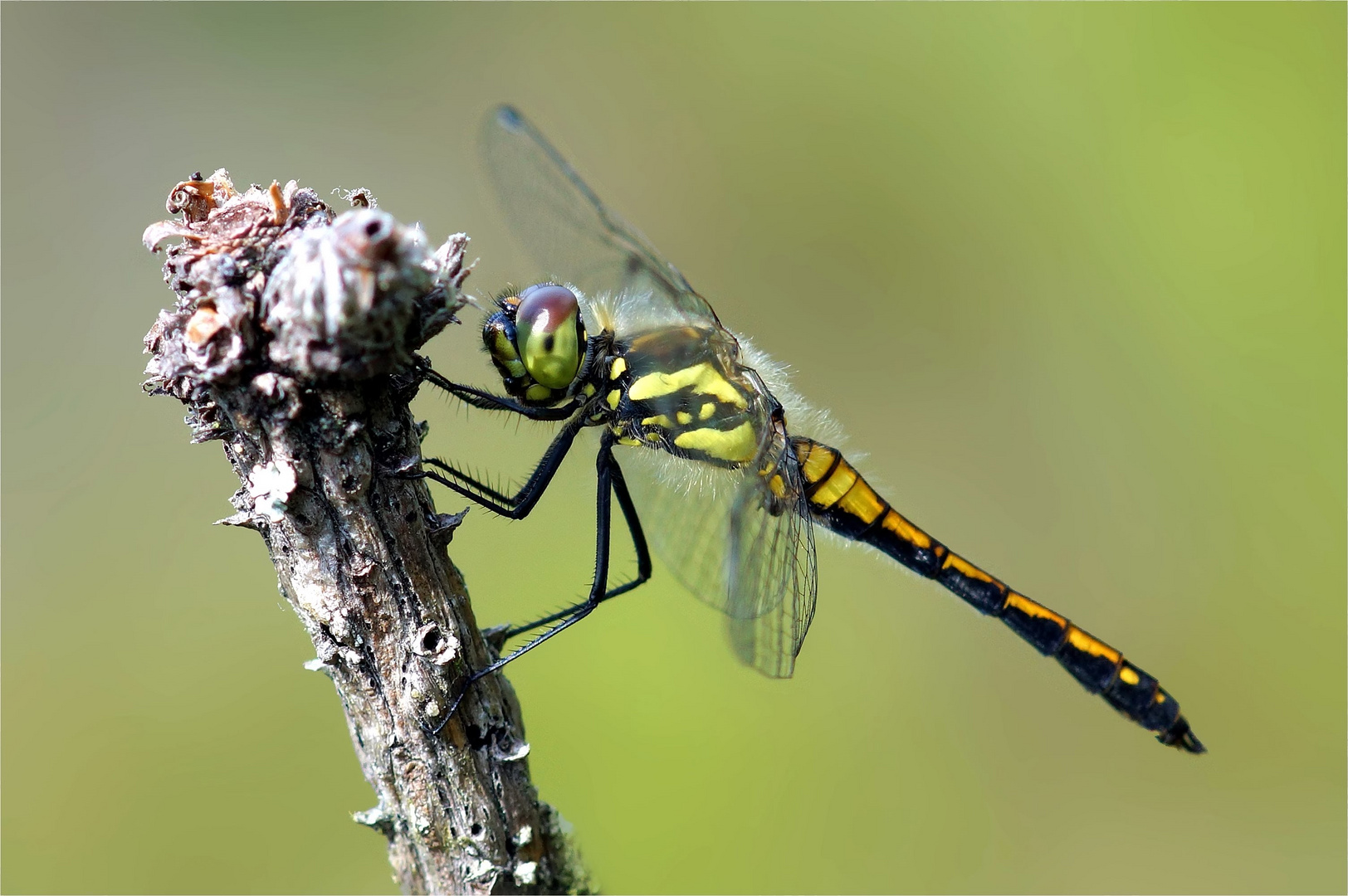 Libelle in der Heide