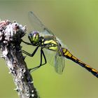 Libelle in der Heide