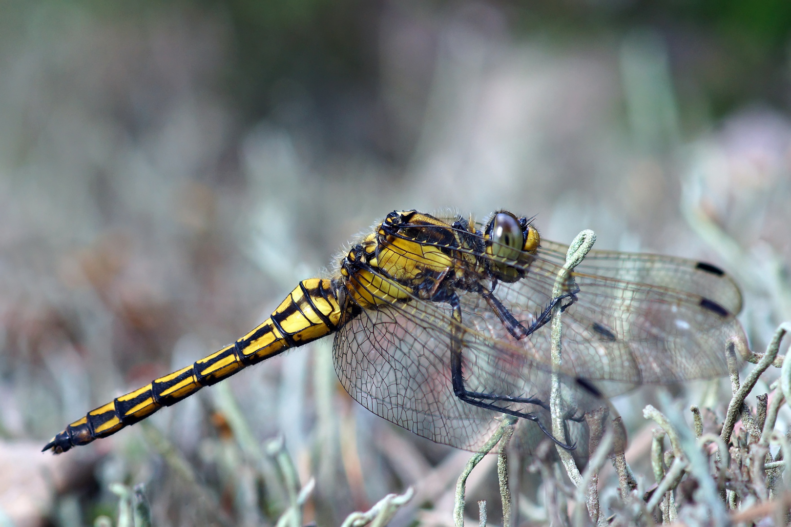 Libelle in der Heide fotografiert