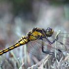 Libelle in der Heide fotografiert