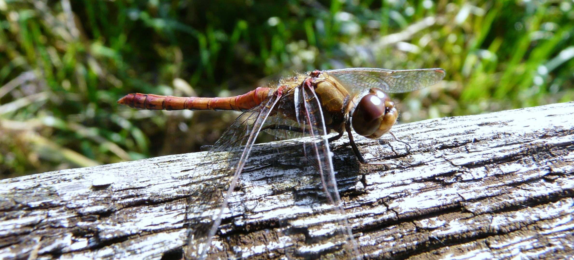 Libelle in der Herbstsonne.