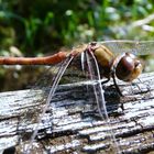 Libelle in der Herbstsonne.